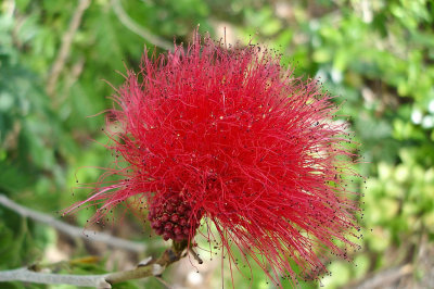 190-DSC00396-Red flower.jpg
