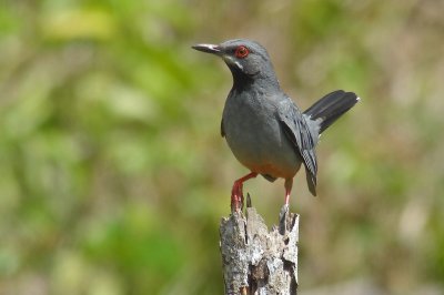 194-DSC00417-Red-legged Thrush.jpg