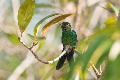 199-DSC_1878-Emerald.jpg