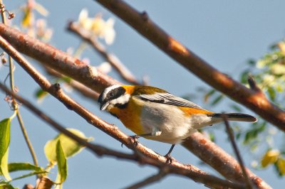 2-DSC_1323-W.spindalis.jpg