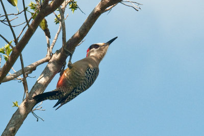 205-DSC_1915-W.Indian Woodpecker.jpg
