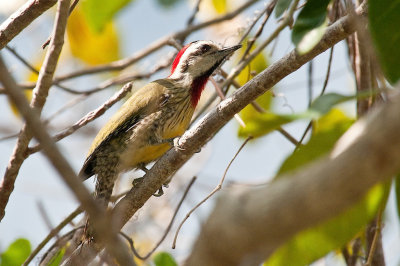 208-DSC_1930-Cuban Woodpecker.jpg