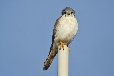 213-DSC00435-Kestrel.jpg