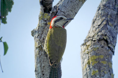 216-DSC00440-Cuban Woodpecker.jpg