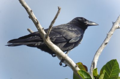 217-DSC00442-Cuban Crow.jpg