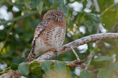 225-DSC_1972-Pygmy Owl.jpg