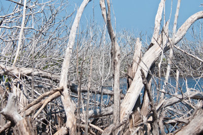 227-DSC_1976-Hurricane damage.jpg