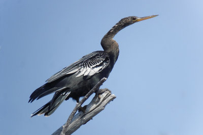 239-DSC00474- Anhinga.jpg
