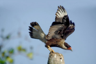 26-DSC00138-Caracara.jpg