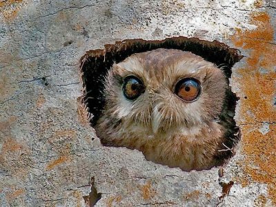 4-DSC_1349-Bare-legged owl3.jpg