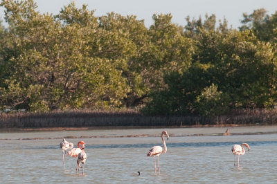 43-DSC_1491-Flamingoes.jpg