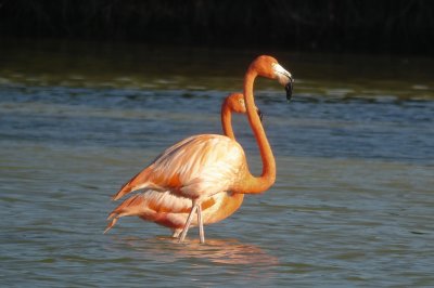 48-DSC00174-Flamingoes.jpg