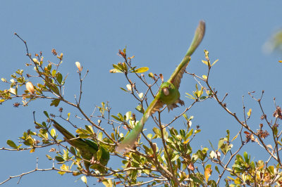 5-DSC_1357-Cuban Parakeet.jpg