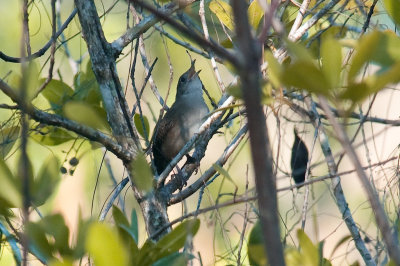 52-DSC_1534-Zapata wren.jpg