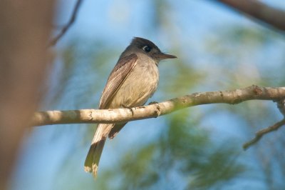 53-DSC_1541-Cuban Peewee.jpg