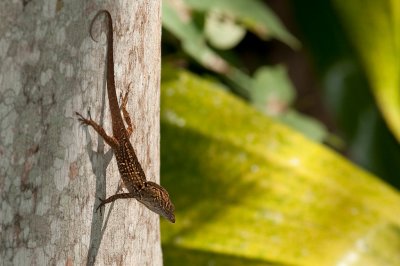 59-DSC_1562-Lizard.jpg