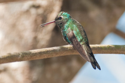 60-DSC_1565-Cuban Emerald.jpg