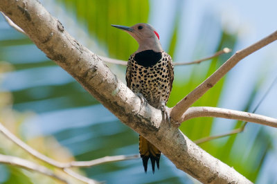 63-DSC_1587-Cuban Flicker.jpg