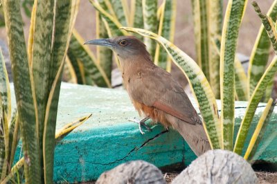 66-DSC_1594-Lizard Cuckoo.jpg