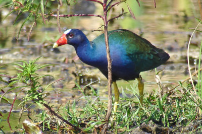 68-DSC00199-Purple Gallinule.jpg