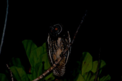 72-DSC_1600-Stygian owl.jpg