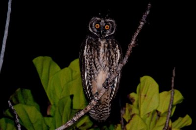 73-DSC_1604-Stygian owl.jpg