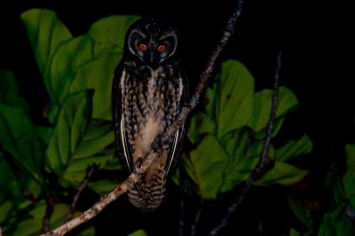74-DSC_1606-Stygian owl.jpg