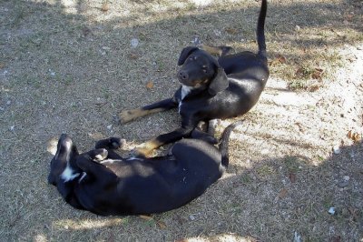 75-DSC00212-Dogs at restaurant.jpg