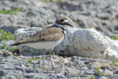 77-DSC00218-Killdeer.jpg