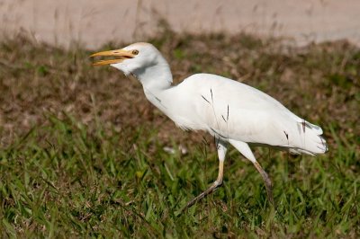 85-DSC_1638-Cattle Egret.jpg