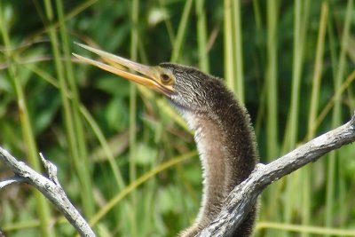 90-DSC00229-Anhinga.jpg