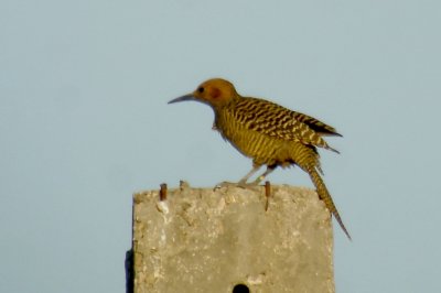 97-DSC00261-Fernandina's Flicker.jpg