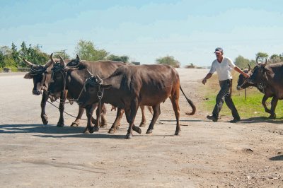 99-DSC_1654-Cattle_.jpg