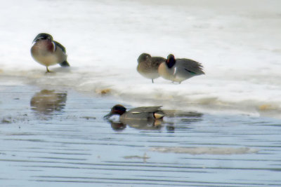 Hybrid Common x G-W Teal, Canning DSC00635.jpg