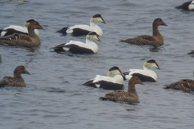 C.Eiders, Brier DSC00681.jpg