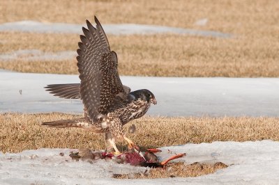 Peregrine on prey DSC_2289.jpg