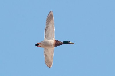 Mallard DSC_2300.jpg