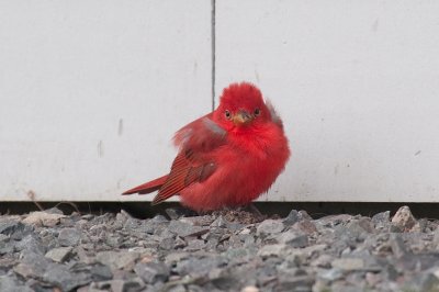 Pre-mortem Summer Tanager, Morden DSC_2518.jpg