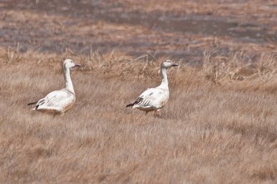 Snow geese, Digby Neck DSC_2555.jpg