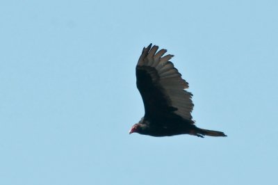 T.Vulture, Brier DSC_2598.jpg