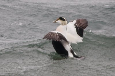 C.Eider DSC_2633.jpg