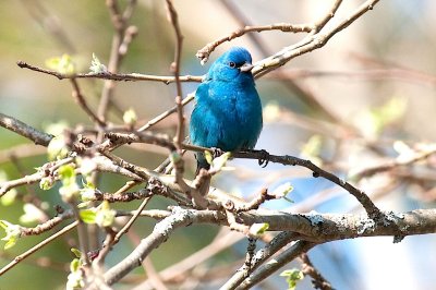 Indigo bunting, Granville Ferry DSC_2991-1.jpg