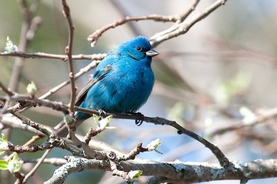 Indigo bunting, Granville Ferry DSC_2993-1.jpg