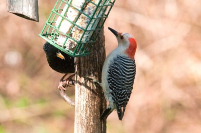 Red-b. Woodpecker, DSC_3008-1.jpg