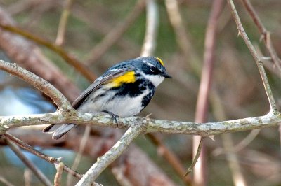 Y-R Warbler DSC_3028-1.jpg