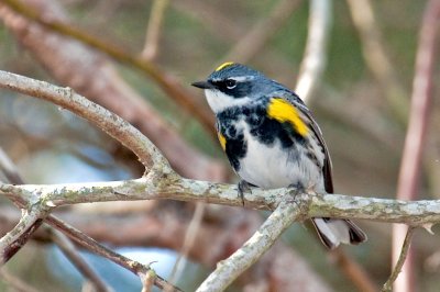 Y-R Warbler DSC_3029-1.jpg