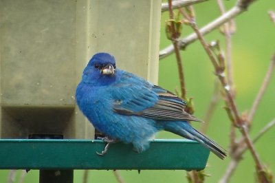 Indigo Bunting, Brier DSC00768-1.jpg