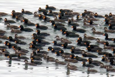 Black Scoters, Morden DSCN1616-Edit_filtered.jpg