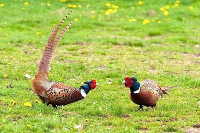 Phighting Pheasants! DSC_3137-1.jpg