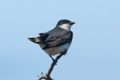 R.Kingbird, Brier DSC_3418-1.jpg